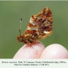 boloria caucasica ossetia male 1